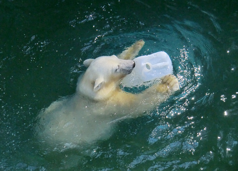 Eisbärjungtier ANORI am 29. Juli 2012 im Zoologischen Garten Wuppertal