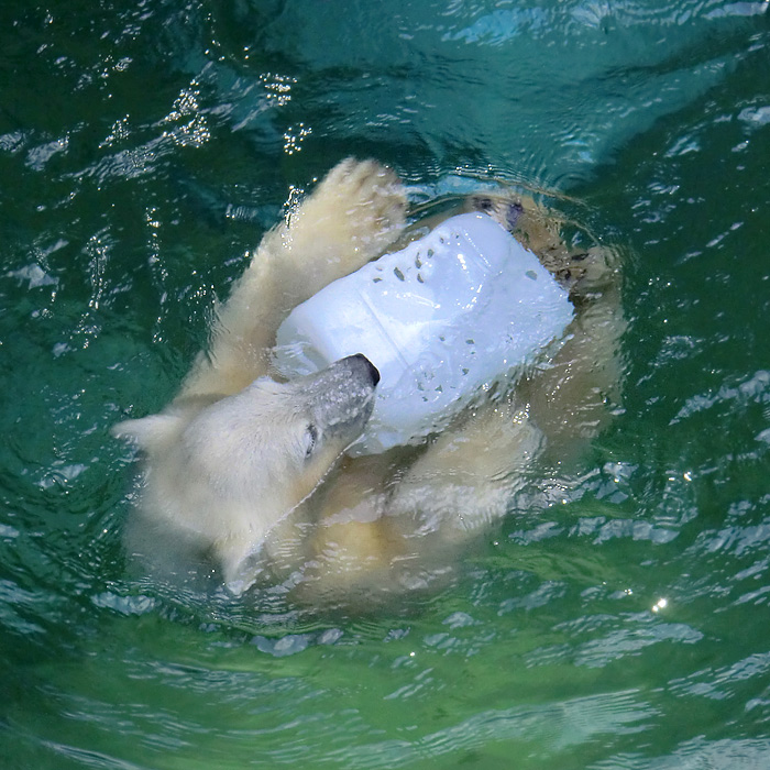 Eisbärjungtier ANORI am 29. Juli 2012 im Wuppertaler Zoo