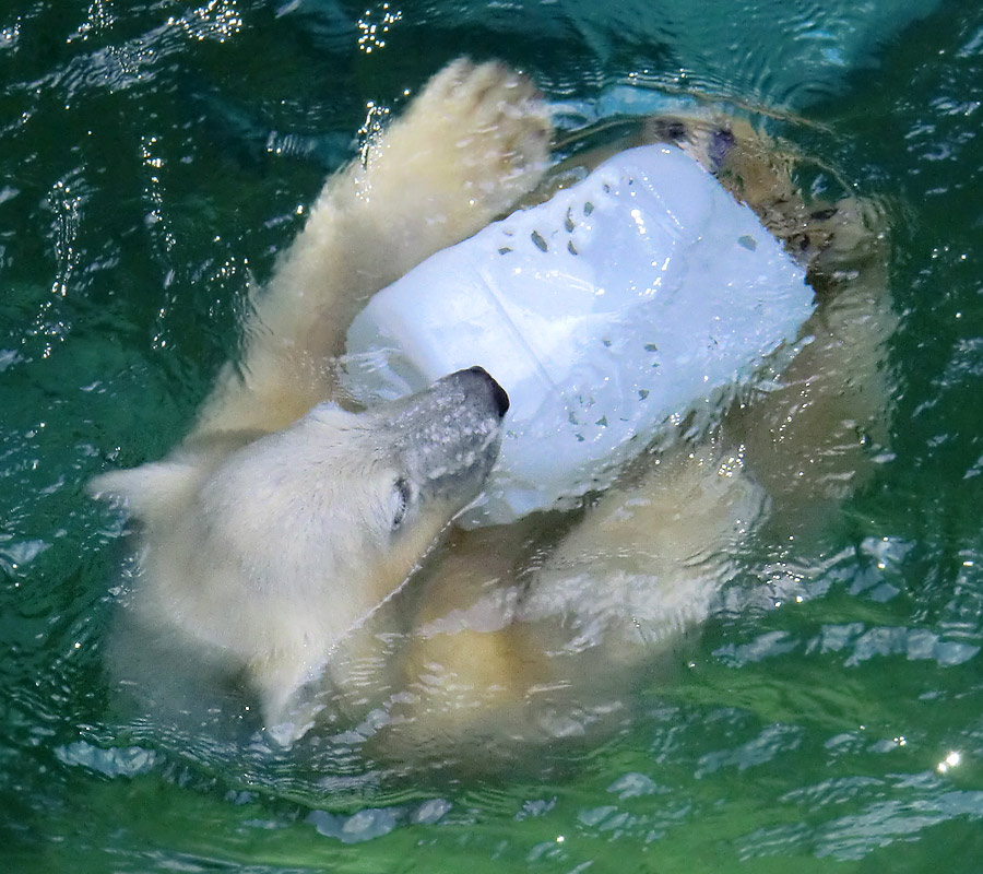 Eisbärjungtier ANORI am 29. Juli 2012 im Zoo Wuppertal