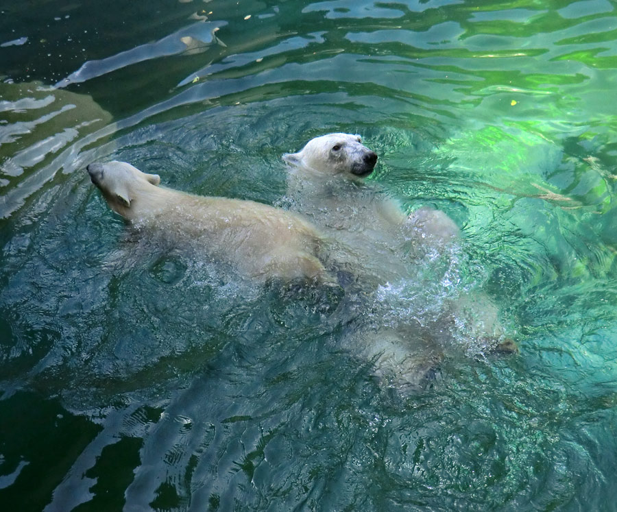 Eisbärjungtier ANORI und Eisbärin VILMA am 29. Juli 2012 im Wuppertaler Zoo