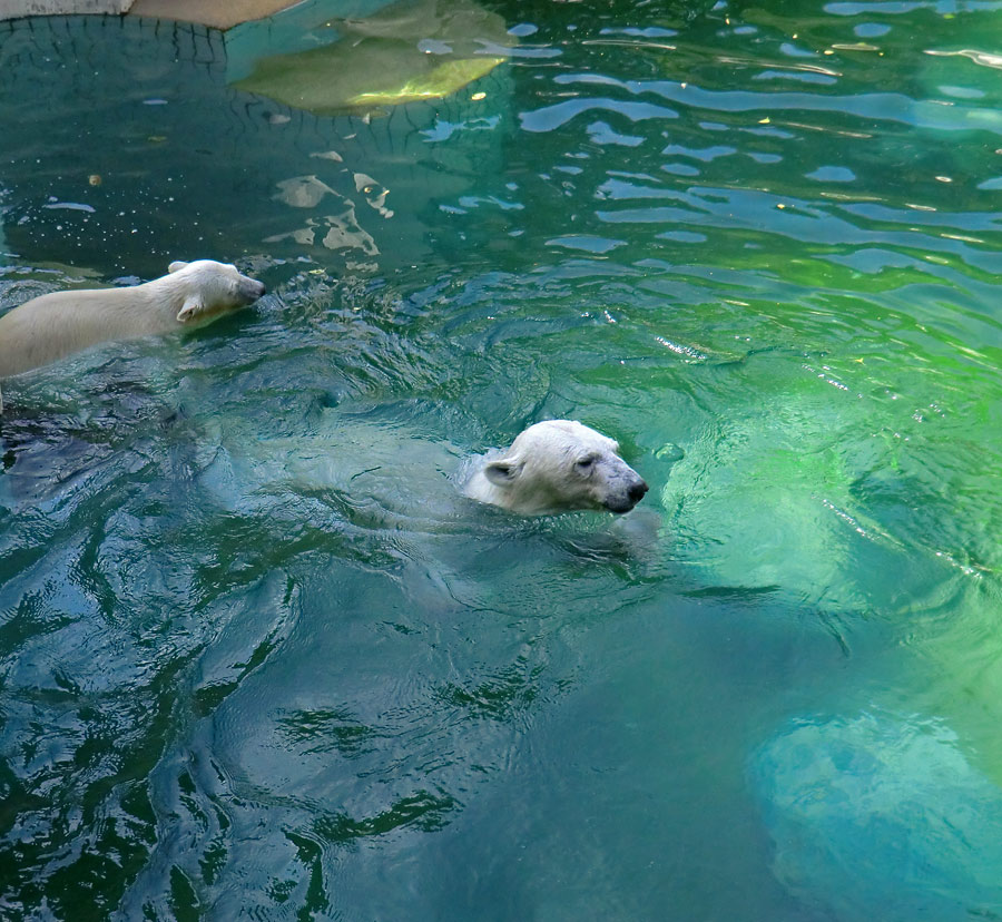 Eisbärjungtier ANORI und Eisbärin VILMA am 29. Juli 2012 im Zoologischen Garten Wuppertal