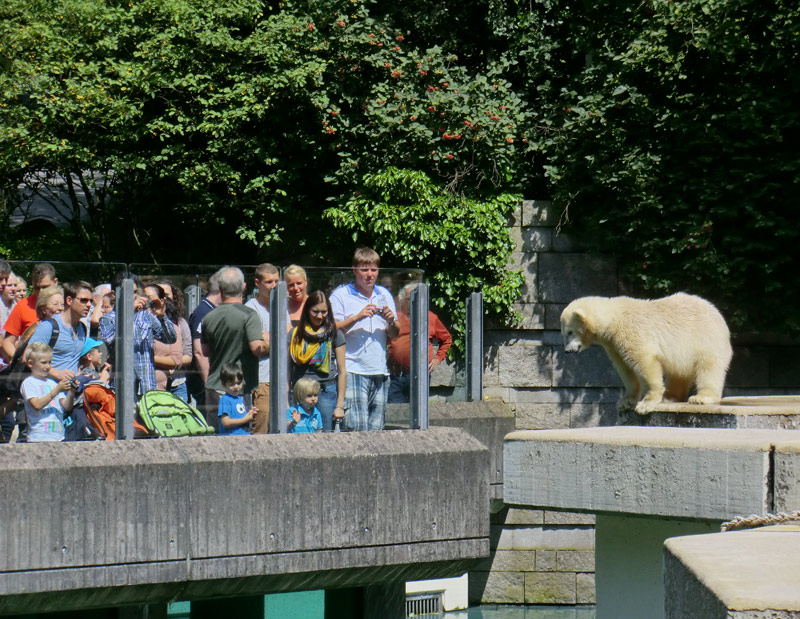 Eisbärjungtier ANORI am 29. Juli 2012 im Wuppertaler Zoo