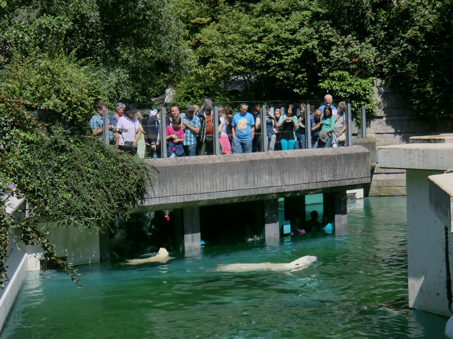 Eisbärjungtier ANORI und Eisbärin VILMA am 29. Juli 2012 im Zoologischen Garten Wuppertal