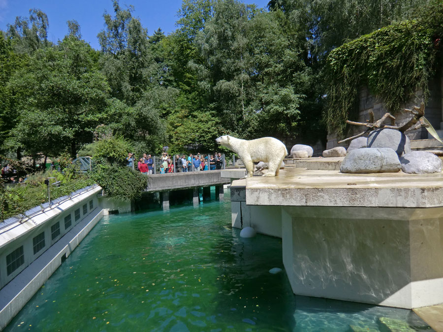 Eisbärin VILMA am 29. Juli 2012 im Zoo Wuppertal