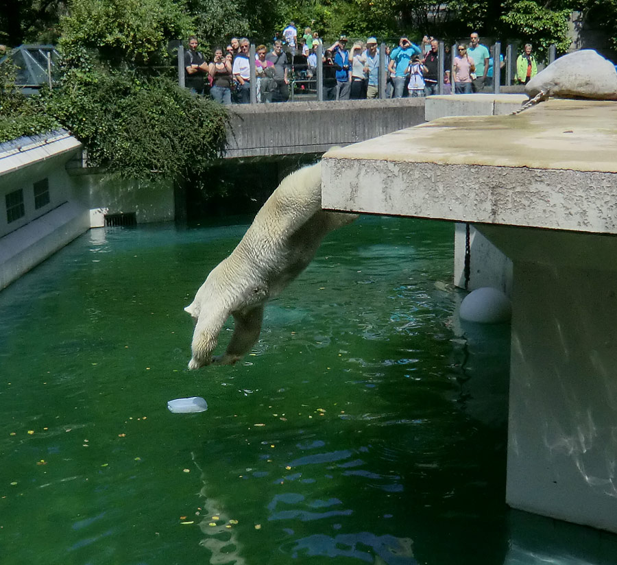 Eisbärin VILMA am 29. Juli 2012 im Wuppertaler Zoo