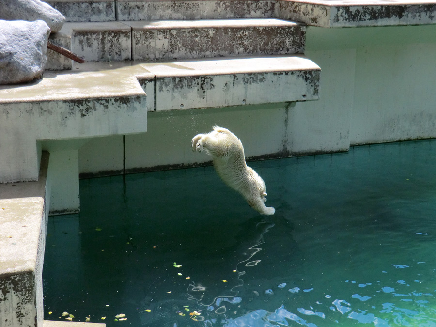 Eisbärjungtier ANORI am 29. Juli 2012 im Zoologischen Garten Wuppertal