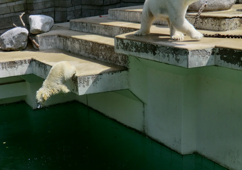 Eisbärin VILMA am 29. Juli 2012 im Zoologischen Garten Wuppertal