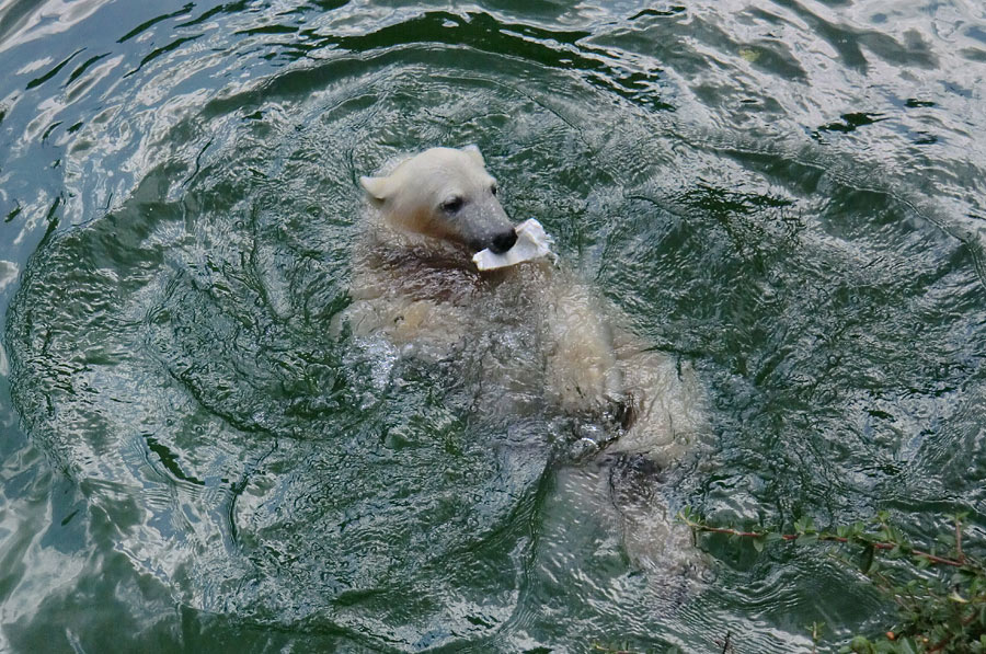 Eisbärjungtier ANORI am 29. Juli 2012 im Zoo Wuppertal