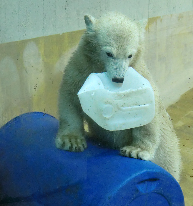 Eisbärjungtier ANORI am 4. August 2012 im Wuppertaler Zoo