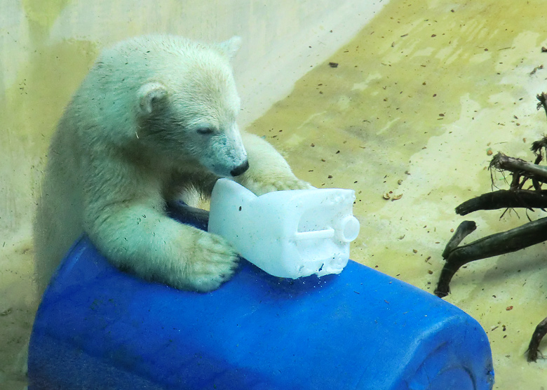 Eisbärjungtier ANORI am 4. August 2012 im Zoologischen Garten Wuppertal