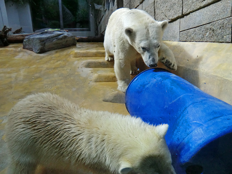Eisbärjungtier ANORI und Eisbärin VILMA am 4. August 2012 im Wuppertaler Zoo