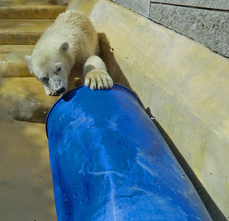 Eisbärjungtier ANORI am 4. August 2012 im Zoo Wuppertal