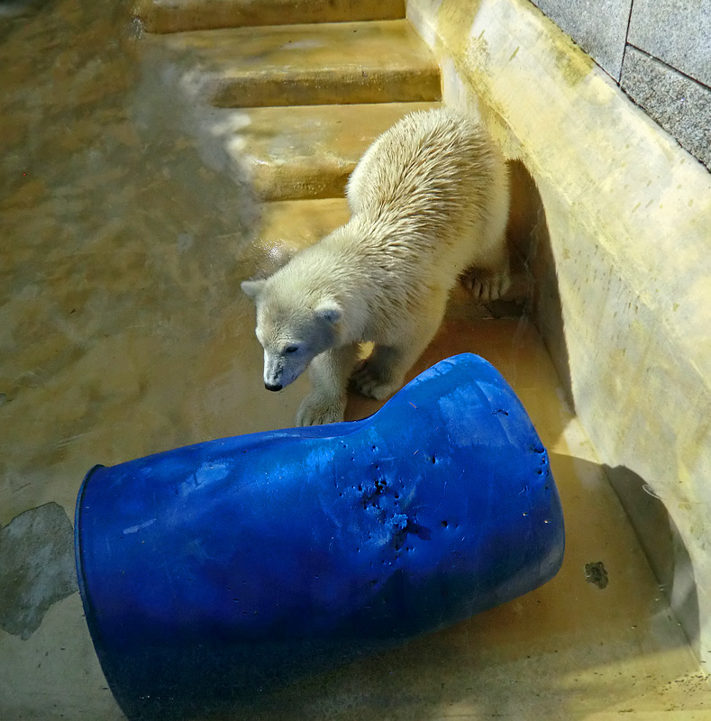 Eisbärjungtier ANORI am 4. August 2012 im Wuppertaler Zoo