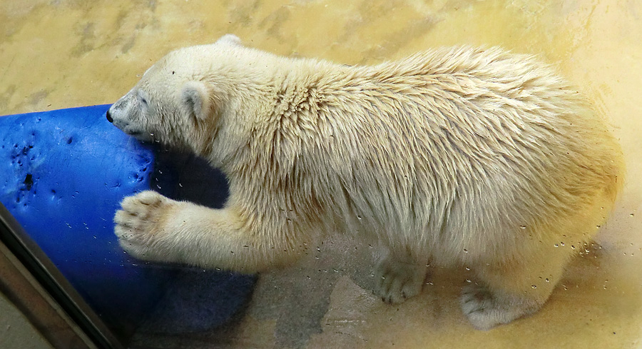 Eisbärjungtier ANORI am 4. August 2012 im Zoo Wuppertal