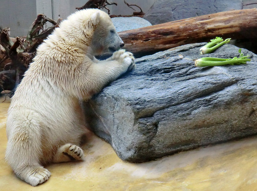 Eisbärjungtier ANORI am 4. August 2012 im Wuppertaler Zoo