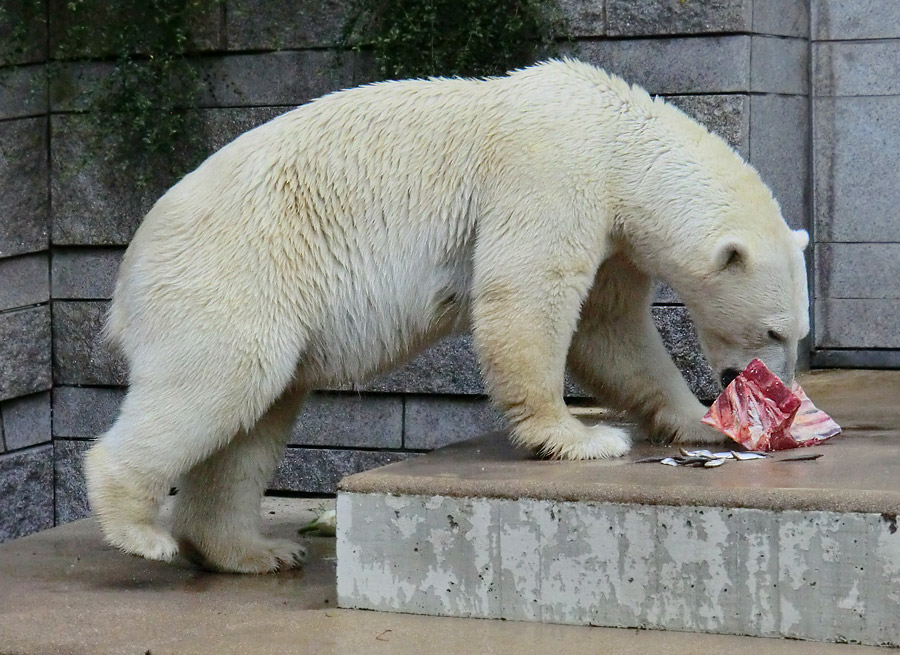 Eisbärin VILMA am 4. August 2012 im Wuppertaler Zoo