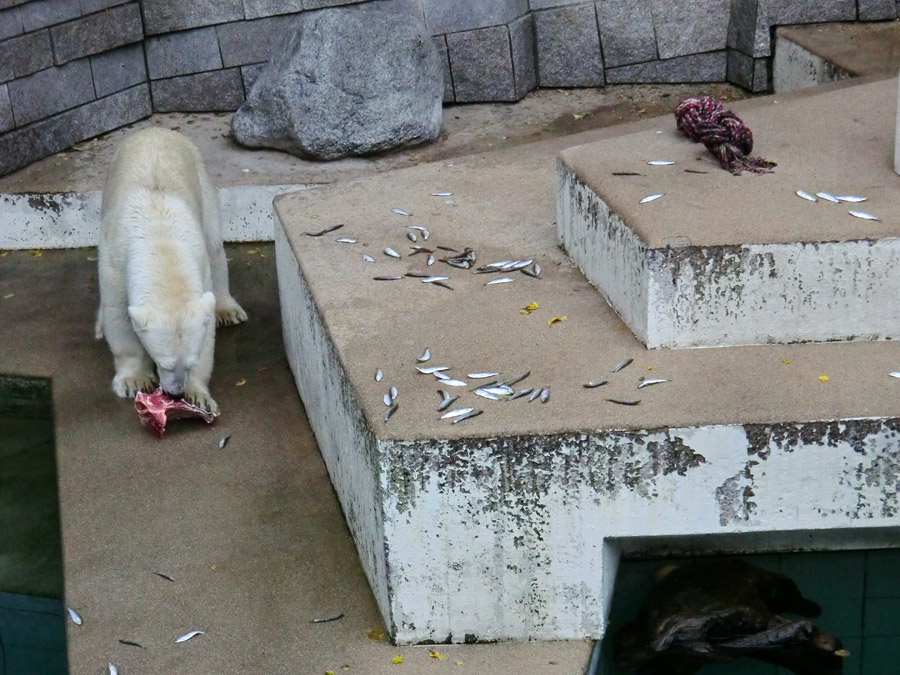 Eisbärin VILMA am 4. August 2012 im Wuppertaler Zoo