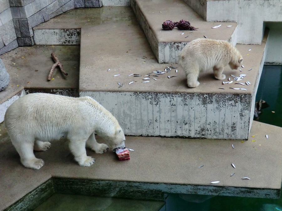 Eisbärin VILMA und Eisbärjungtier ANORI am 4. August 2012 im Zoologischen Garten Wuppertal