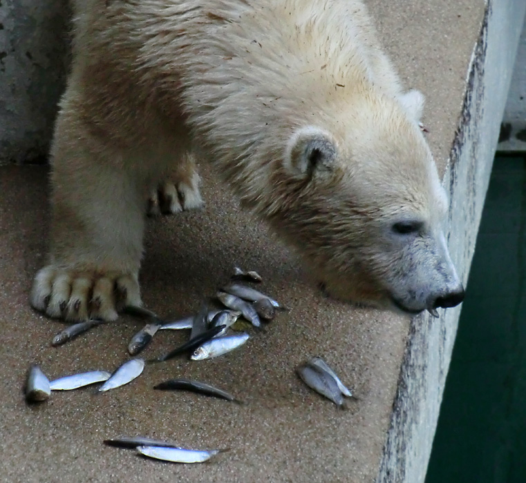 Eisbärjungtier ANORI am 4. August 2012 im Wuppertaler Zoo