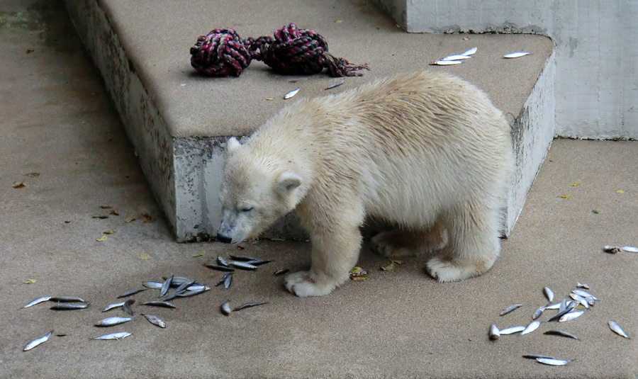 Eisbärjungtier ANORI am 4. August 2012 im Zoologischen Garten Wuppertal