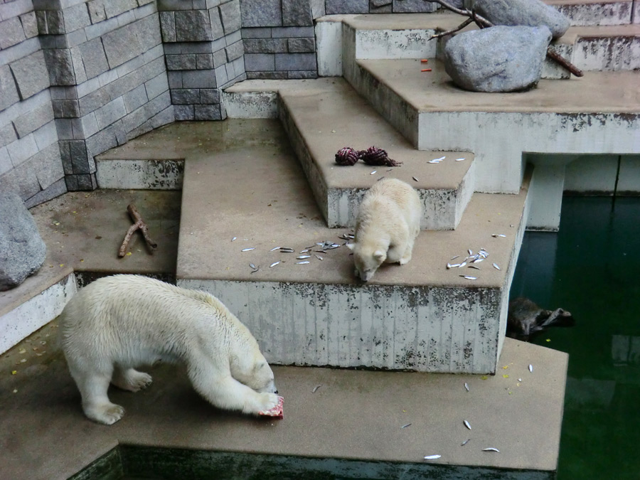 Eisbärin VILMA und Eisbärjungtier ANORI am 4. August 2012 im Wuppertaler Zoo