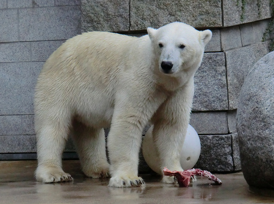 Eisbärin VILMA am 4. August 2012 im Wuppertaler Zoo