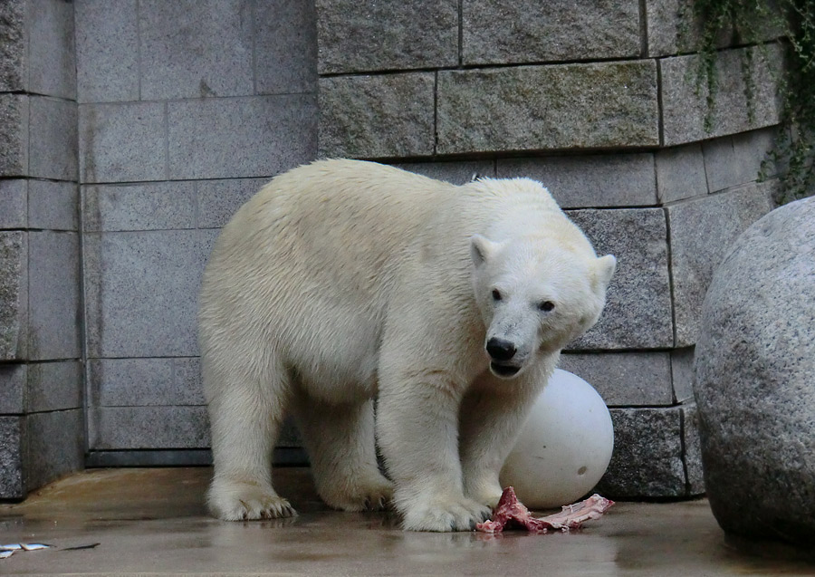 Eisbärin VILMA am 4. August 2012 im Wuppertaler Zoo