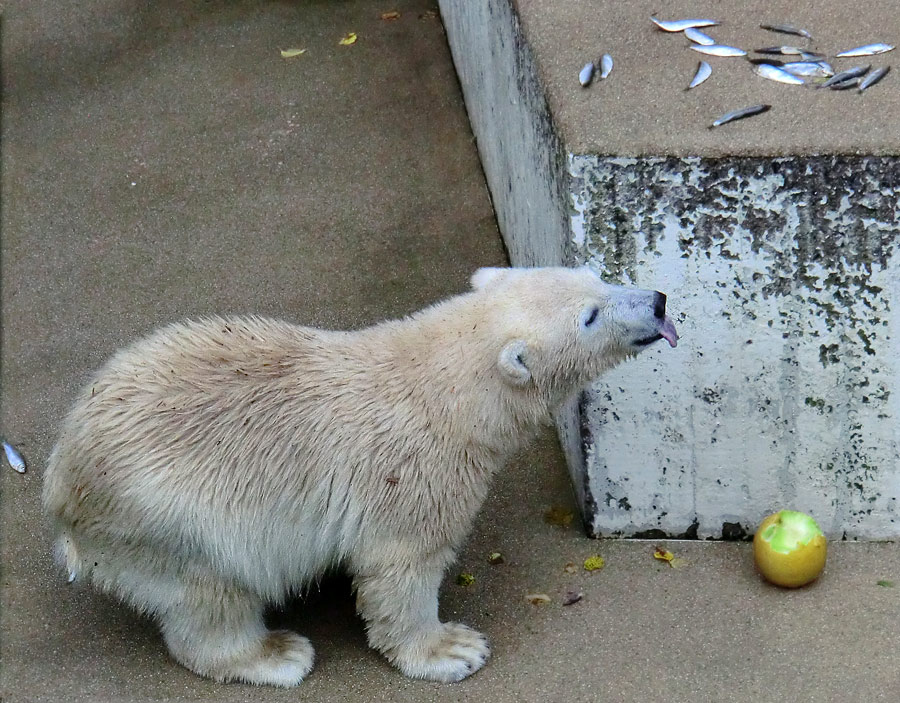 Eisbärjungtier ANORI am 4. August 2012 im Zoologischen Garten Wuppertal