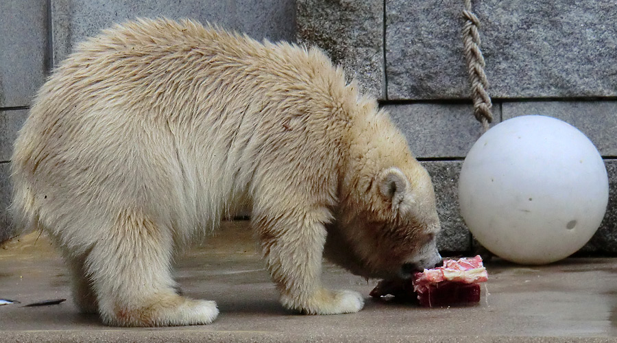 Eisbärjungtier ANORI am 4. August 2012 im Zoologischen Garten Wuppertal