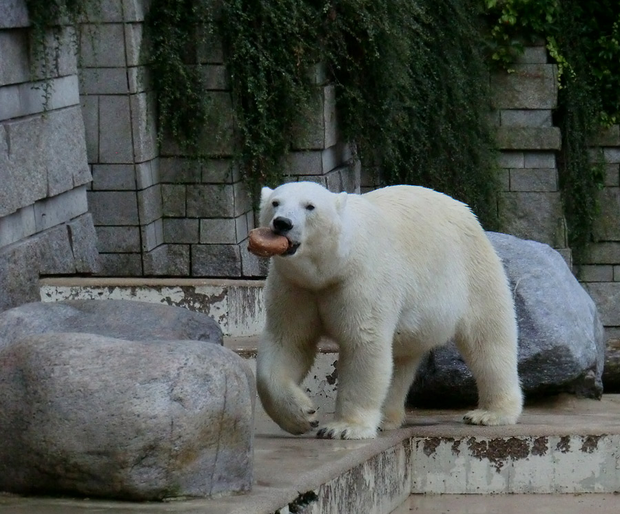 Eisbärin VILMA am 4. August 2012 im Wuppertaler Zoo