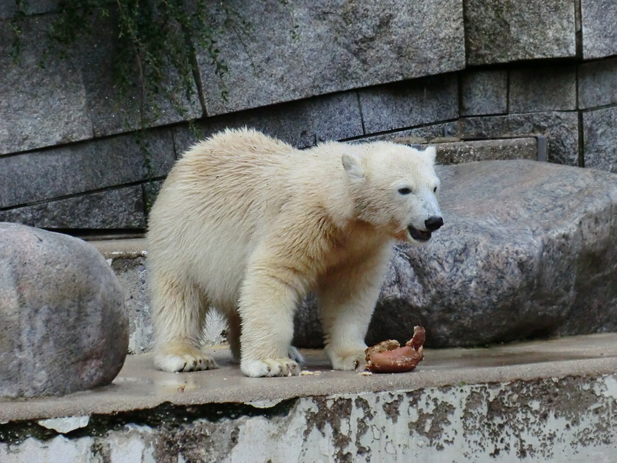 Eisbärjungtier ANORI am 4. August 2012 im Wuppertaler Zoo