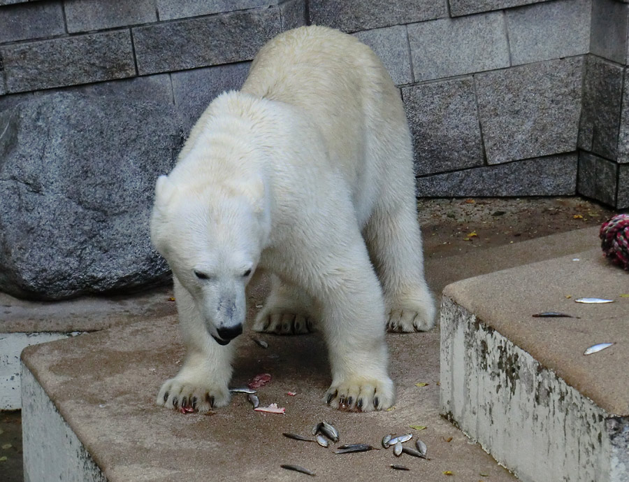 Eisbärin VILMA am 4. August 2012 im Zoologischen Garten Wuppertal