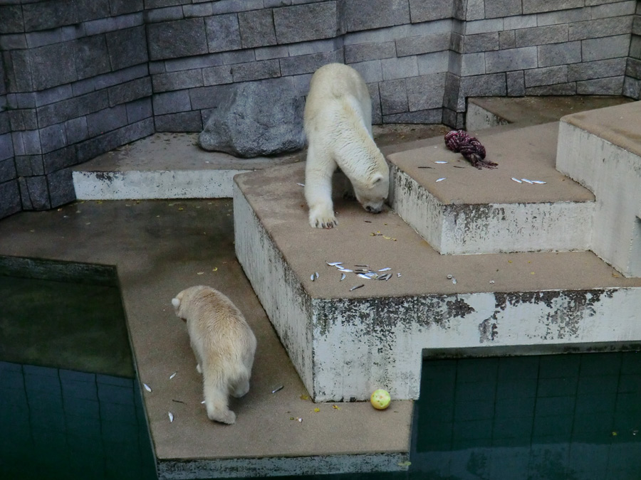 Eisbärjungtier ANORI und Eisbärin VILMA am 4. August 2012 im Wuppertaler Zoo