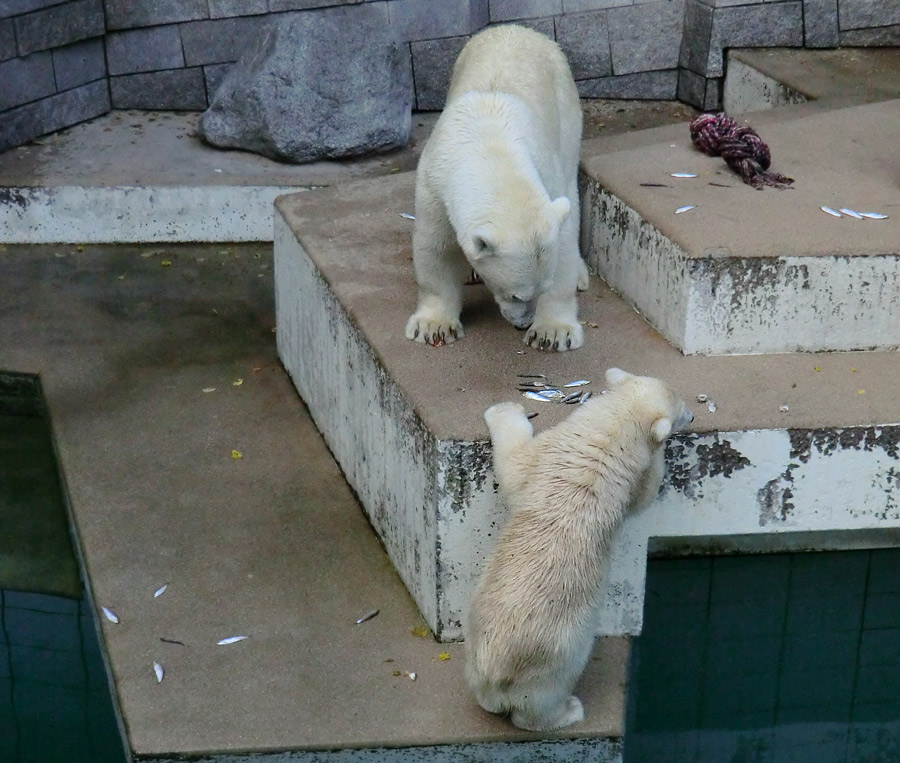 Eisbärjungtier ANORI und Eisbärin VILMA am 4. August 2012 im Zoo Wuppertal