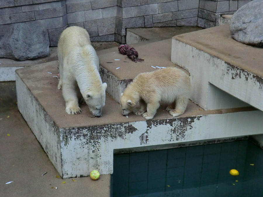 Eisbärin VILMA und Eisbärjungtier ANORI am 4. August 2012 im Zoologischen Garten Wuppertal