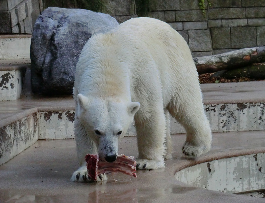 Eisbärin VILMA am 4. August 2012 im Wuppertaler Zoo