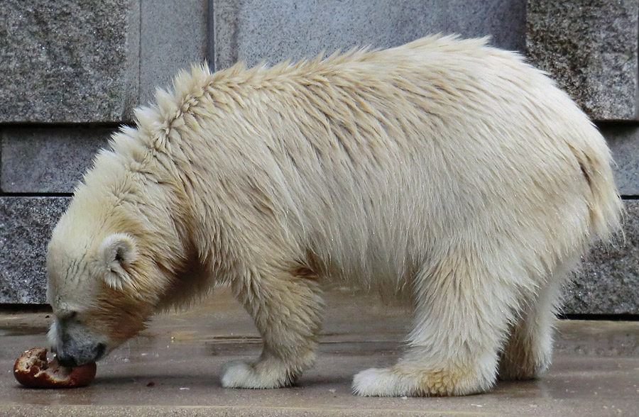 Eisbärjungtier ANORI am 4. August 2012 im Zoologischen Garten Wuppertal