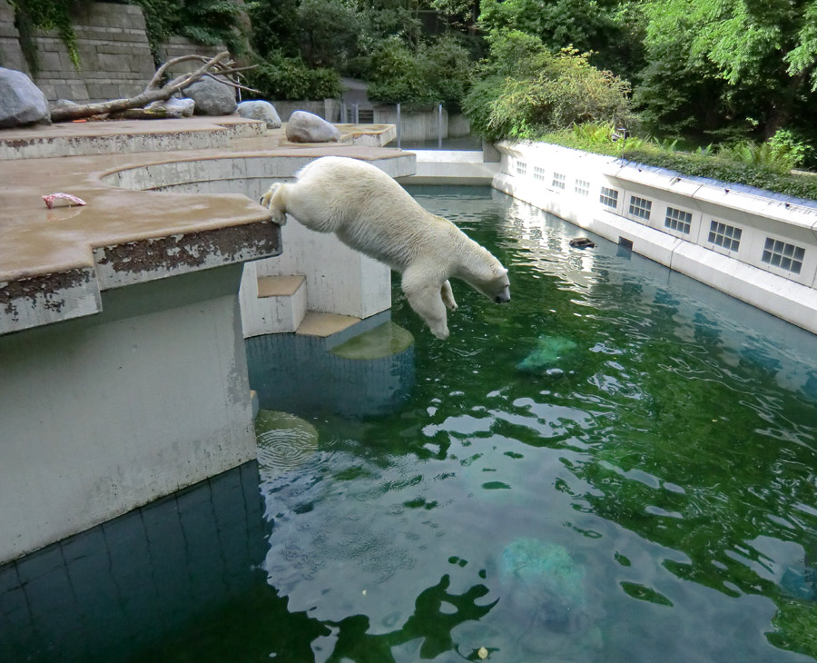 Eisbärin VILMA am 4. August 2012 im Wuppertaler Zoo