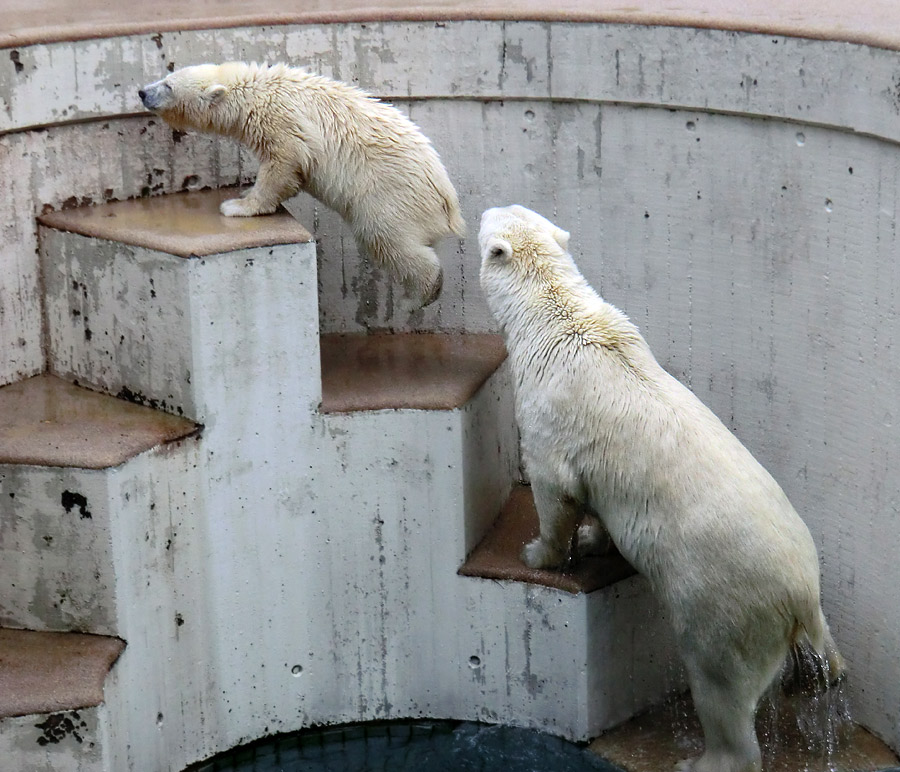 Eisbärjungtier ANORI und Eisbärin VILMA am 4. August 2012 im Wuppertaler Zoo