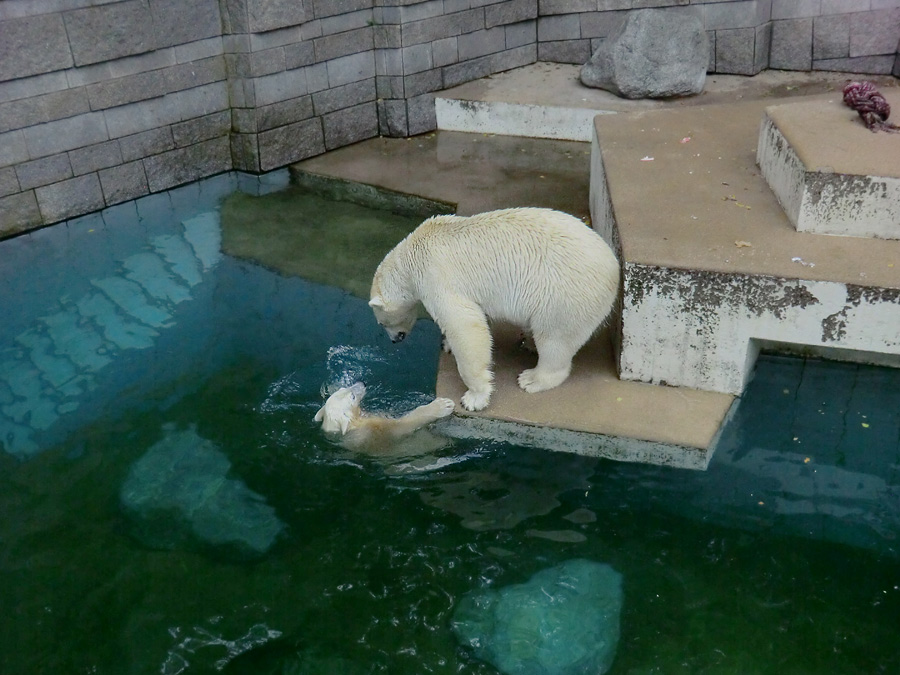 Eisbärjungtier ANORI und Eisbärin VILMA am 4. August 2012 im Wuppertaler Zoo