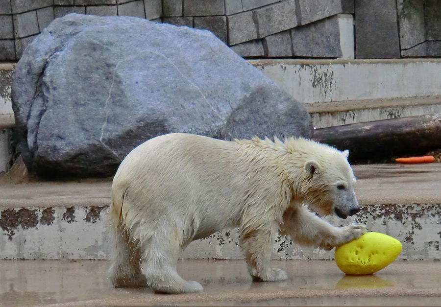 Eisbärjungtier ANORI am 4. August 2012 im Zoologischen Garten Wuppertal