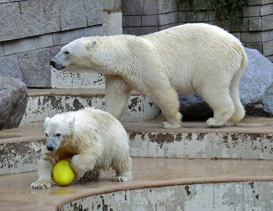 Eisbärjungtier ANORI und Eisbärin VILMA am 4. August 2012 im Wuppertaler Zoo