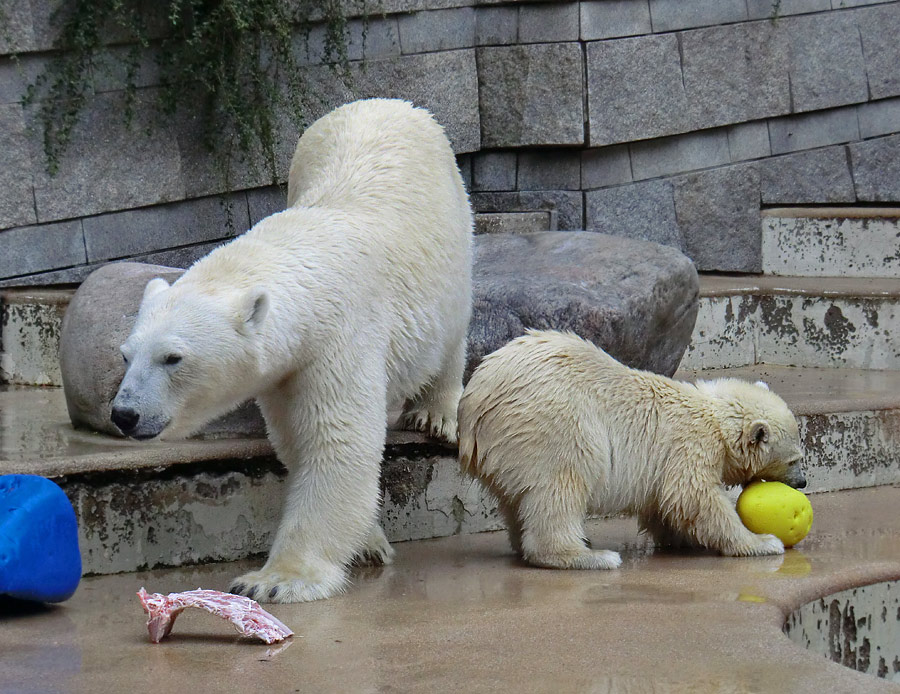 Eisbärin VILMA und Eisbärjungtier ANORI am 4. August 2012 im Zoo Wuppertal