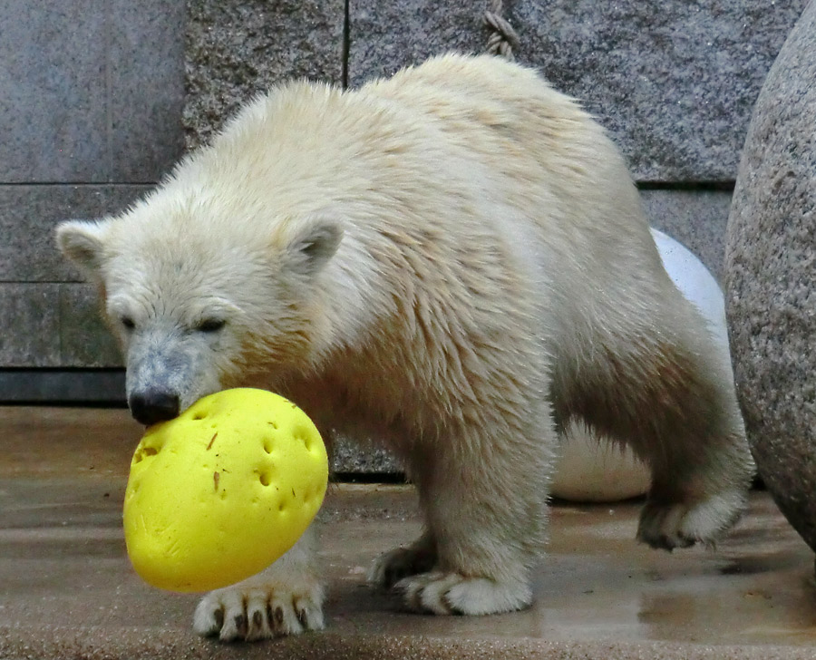 Eisbärjungtier ANORI am 4. August 2012 im Zoologischen Garten Wuppertal