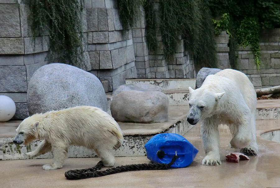 Eisbärjungtier ANORI und Eisbärin VILMA am 4. August 2012 im Zoologischen Garten Wuppertal