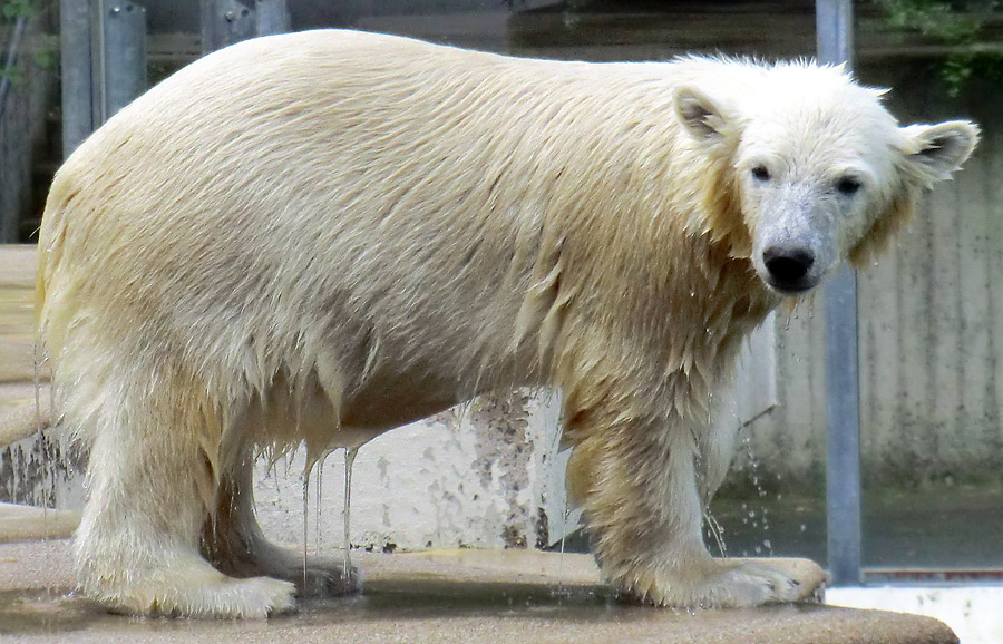 Eisbärjungtier ANORI am 4. August 2012 im Wuppertaler Zoo