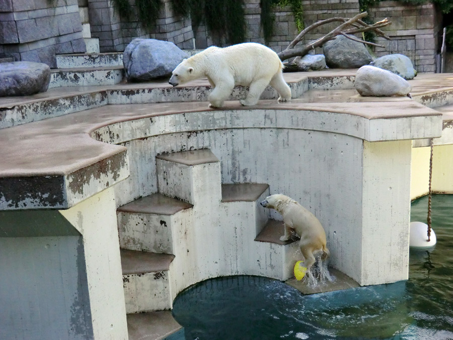 Eisbärin VILMA und Eisbärjungtier ANORI am 4. August 2012 im Wuppertaler Zoo