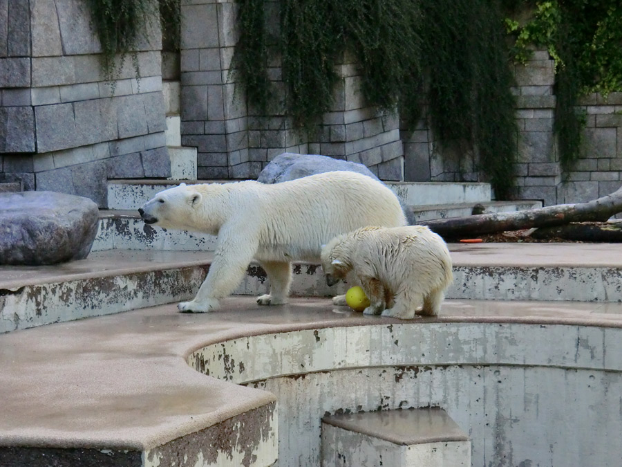 Eisbärin VILMA und Eisbärjungtier ANORI am 4. August 2012 im Zoologischen Garten Wuppertal