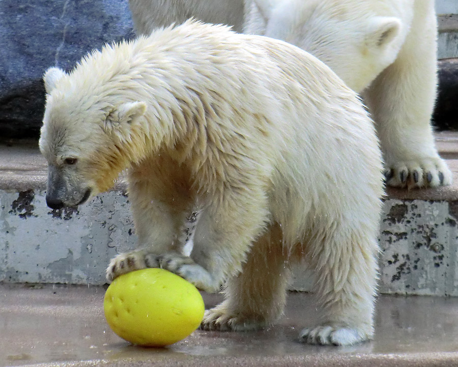 Eisbärjungtier ANORI am 4. August 2012 im Wuppertaler Zoo