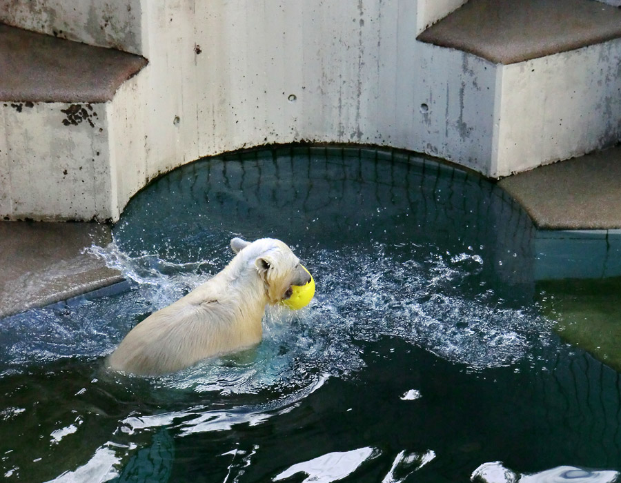 Eisbärjungtier ANORI am 4. August 2012 im Zoologischen Garten Wuppertal